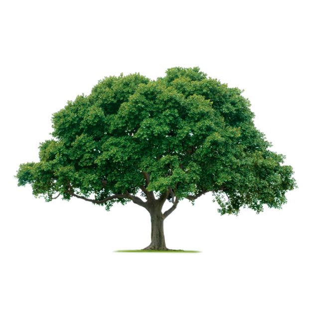 درخت png