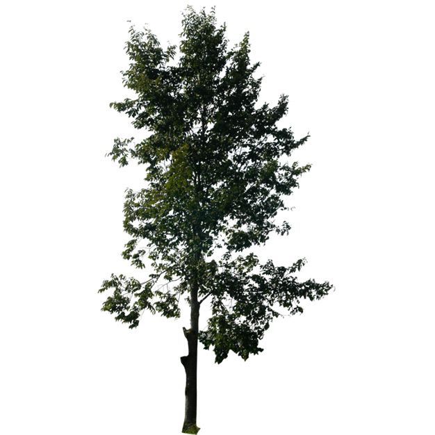 درخت png